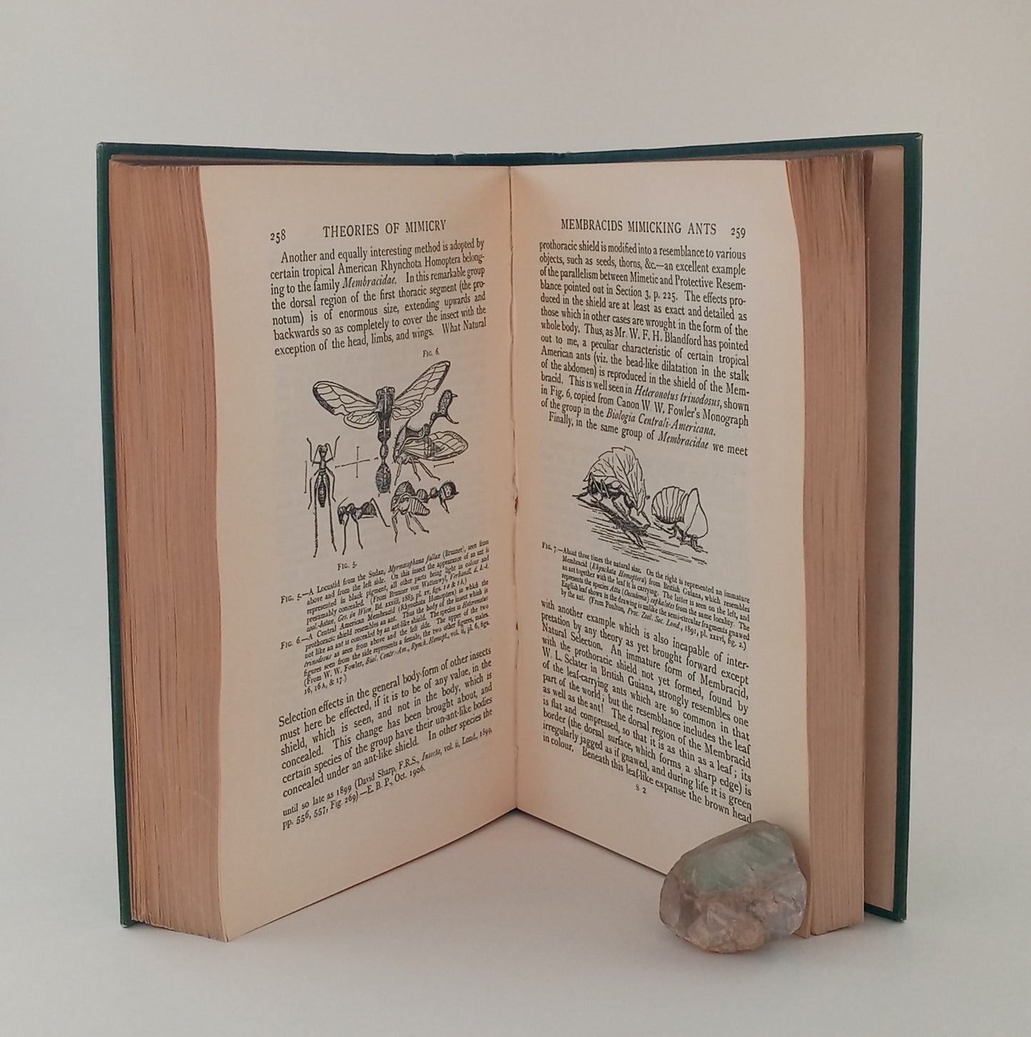 Essays on Evolution, 1889-1907 book cover