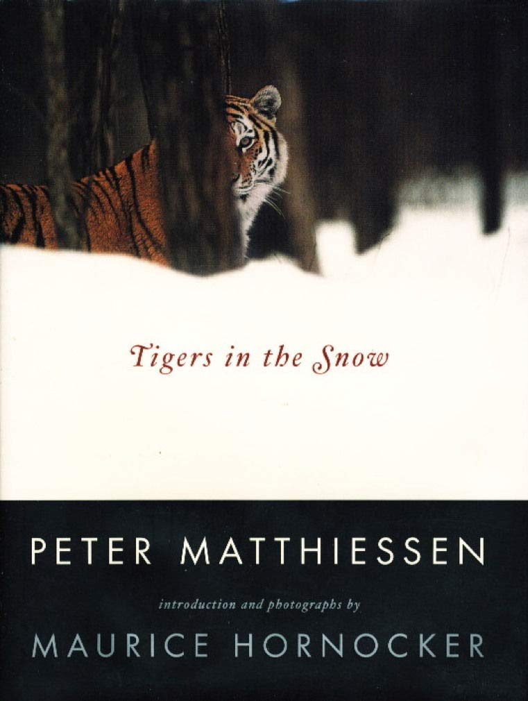 Tigers in the Snow book cover