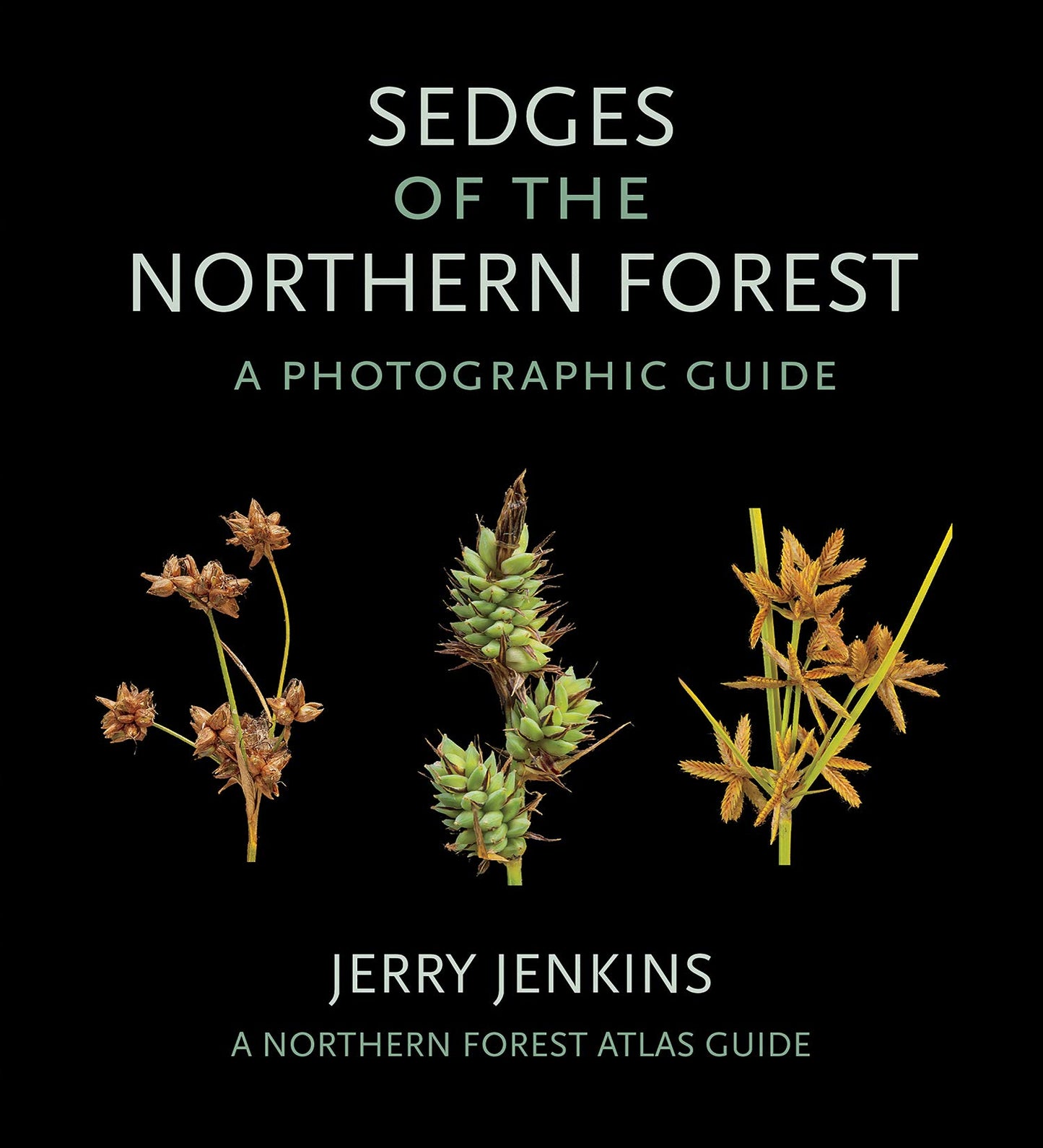 Sedges of the Northern Forest: A Photographic Guide book cover