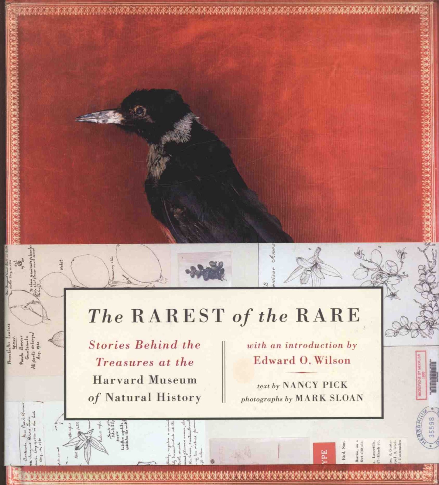 Rarest of the Rare: Stories Behind the Treasures at the Harvard Museum of Natural History book cover