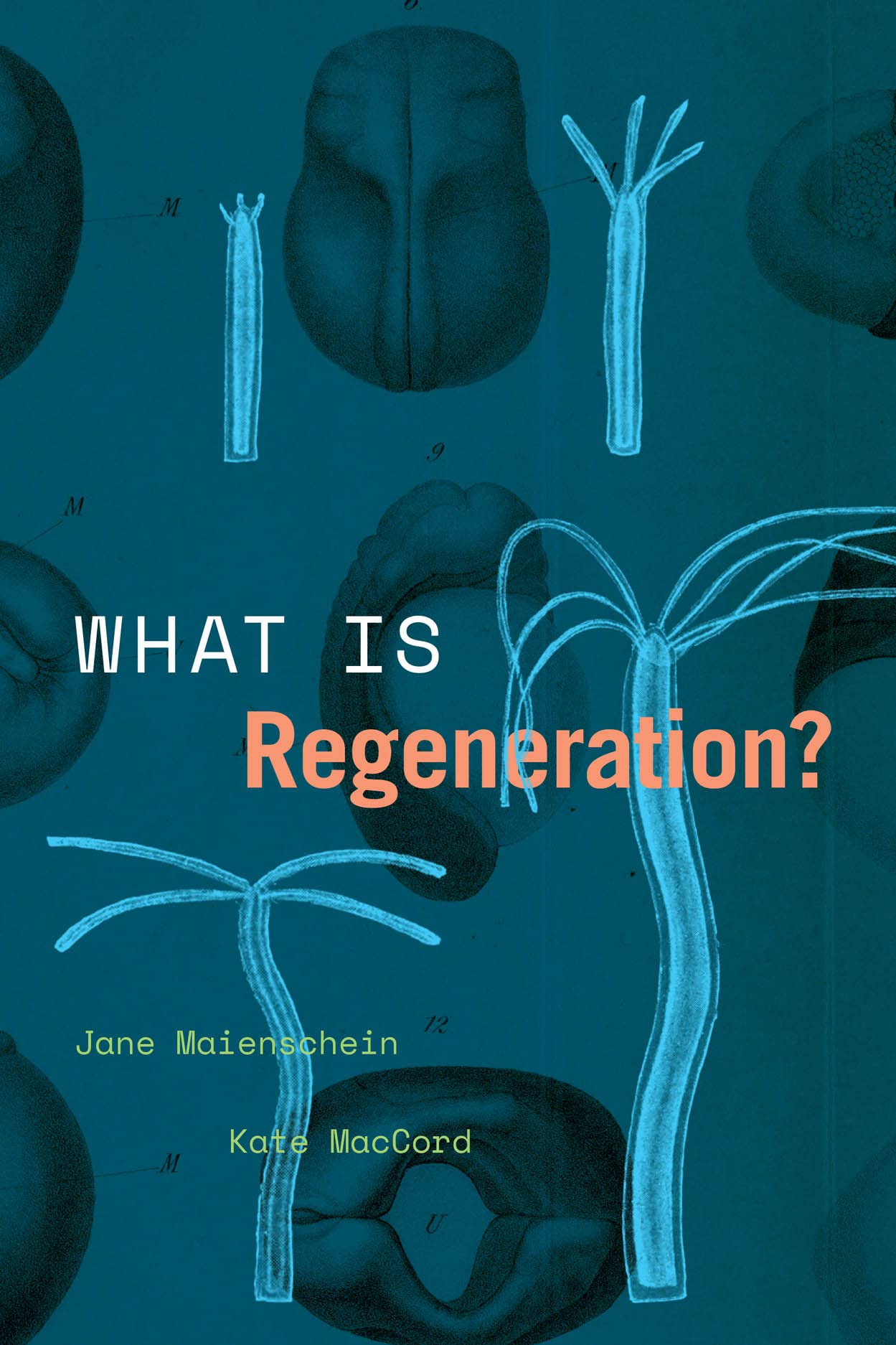 What Is Regeneration? book cover