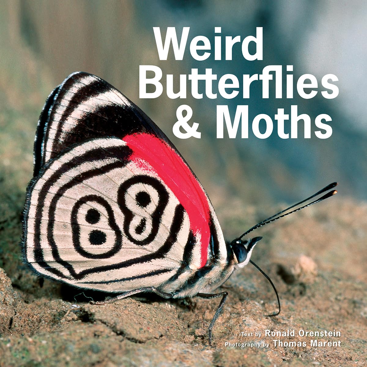 Weird Butterflies and Moths book cover