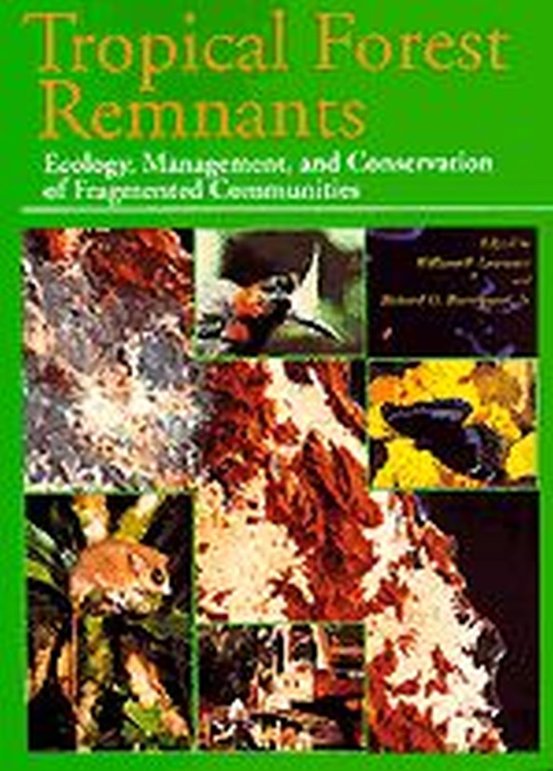 Tropical Forest Remnants: Ecology, Management, and Conservation of Fragmented Communities book cover