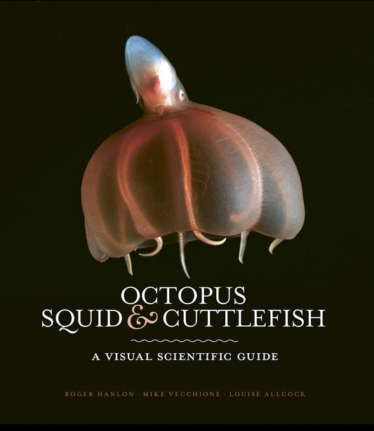 Octopus Squid & Cuttlefish