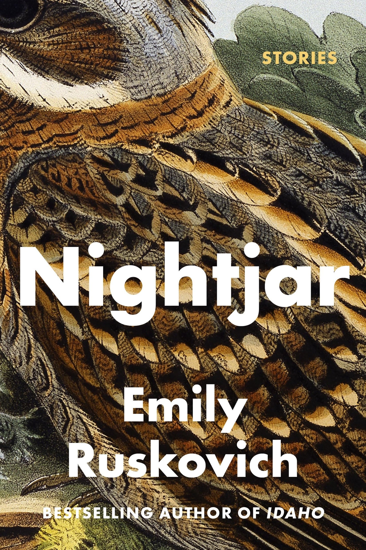 Nightjar book cover