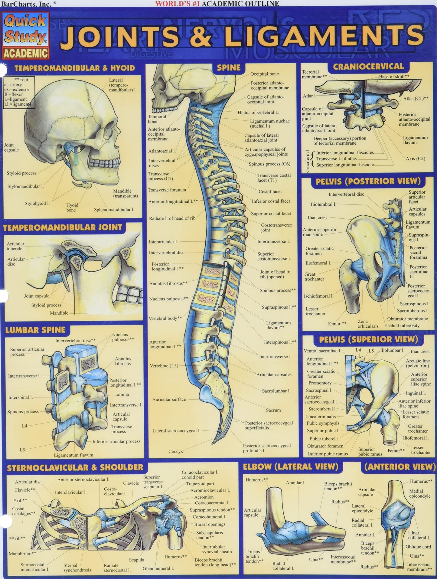 Joints & Ligaments
