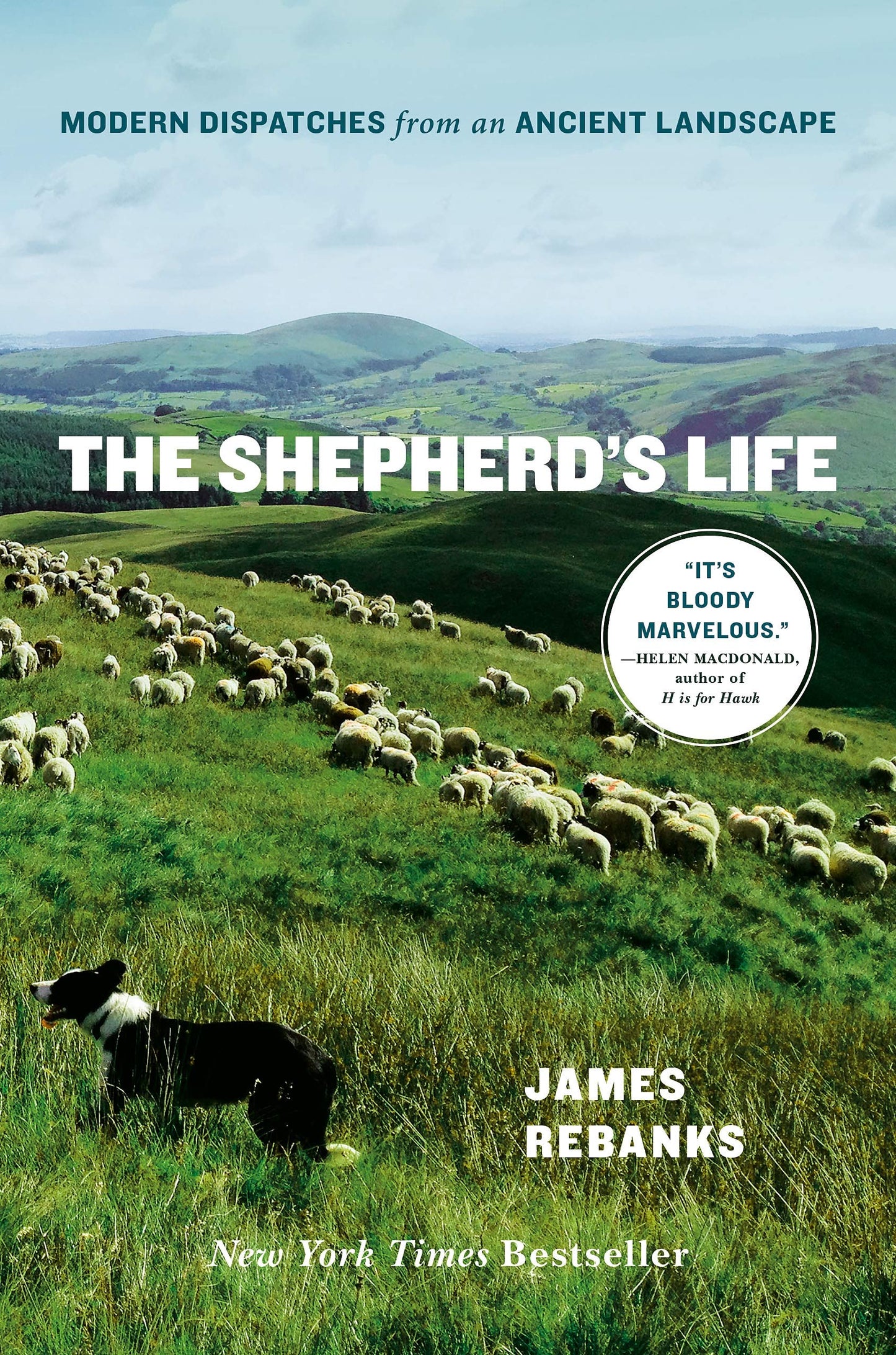 Shepherd's Life: Modern Dispatches from an Ancient Landscape book cover