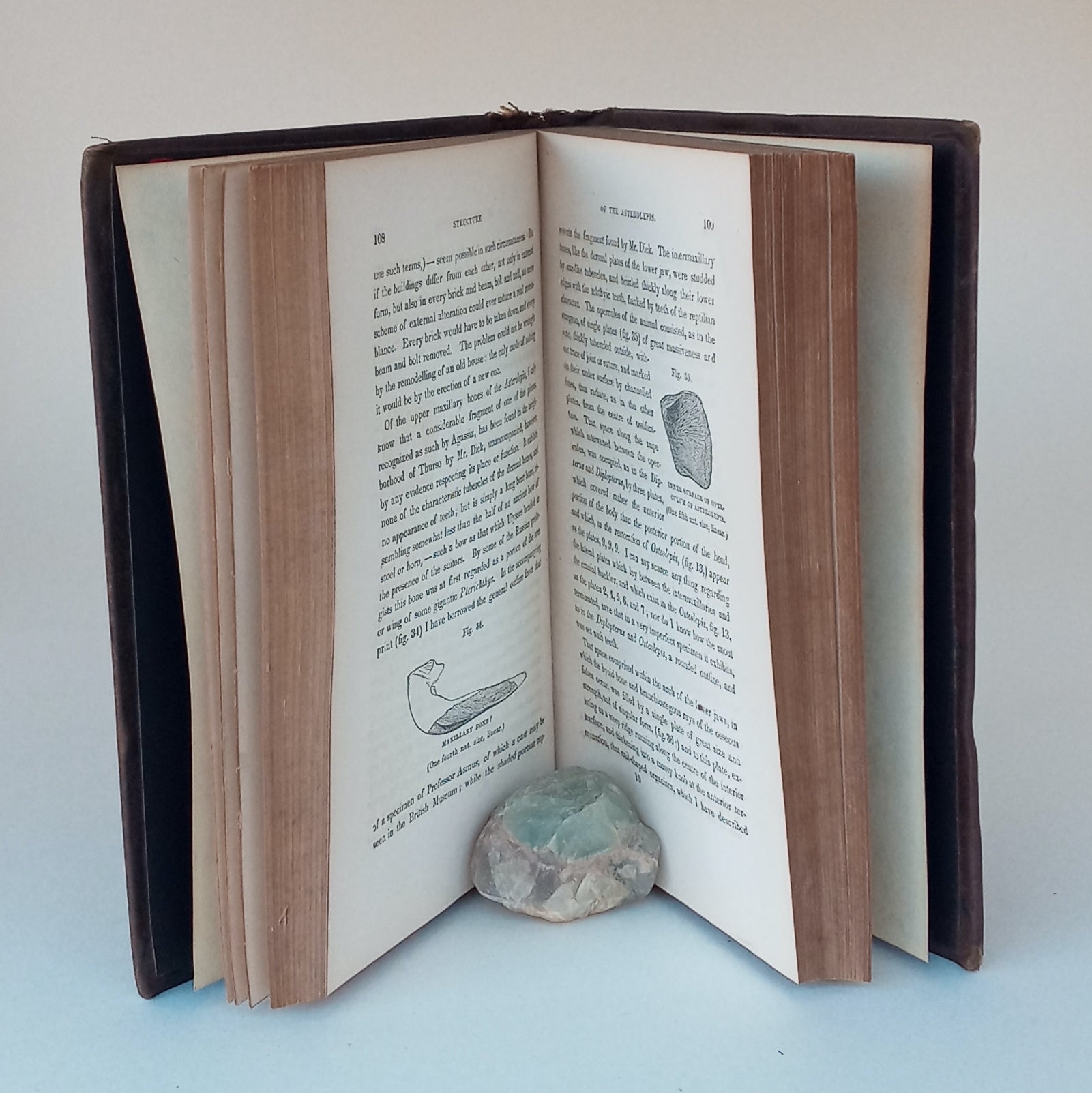 The Foot-Prints of the Creator: or, the Asterolepis of Stromness. From the third London edition, with a memoir of the author by Louis Agassiz. book cover