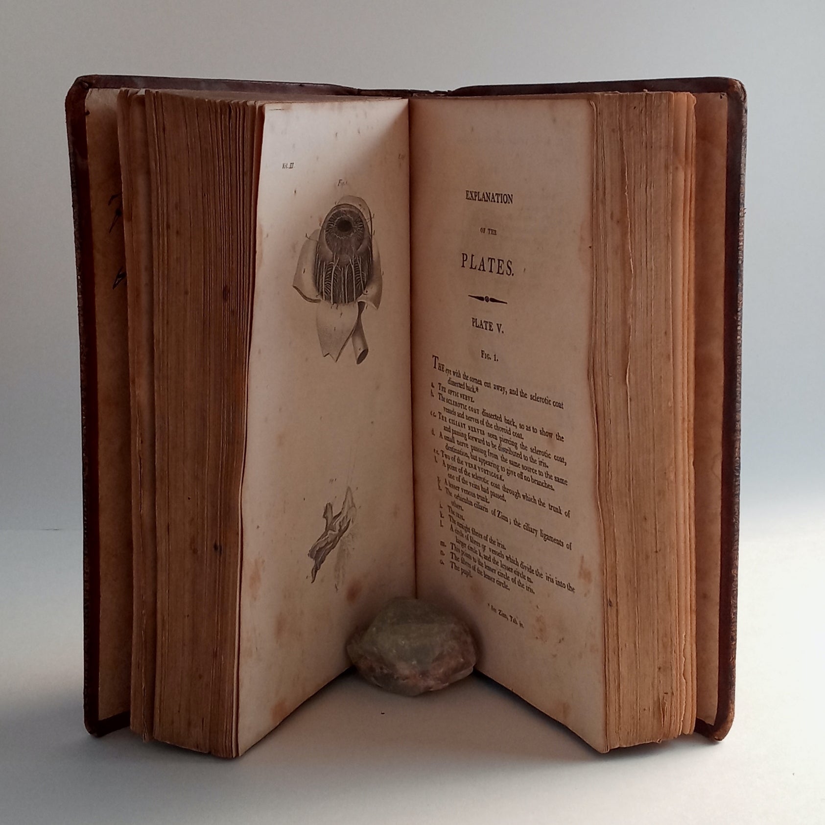 The Anatomy of the Human Body. In four volumes, illustrated with one hundred and twenty-five engravings. Volumes III and IV. book cover