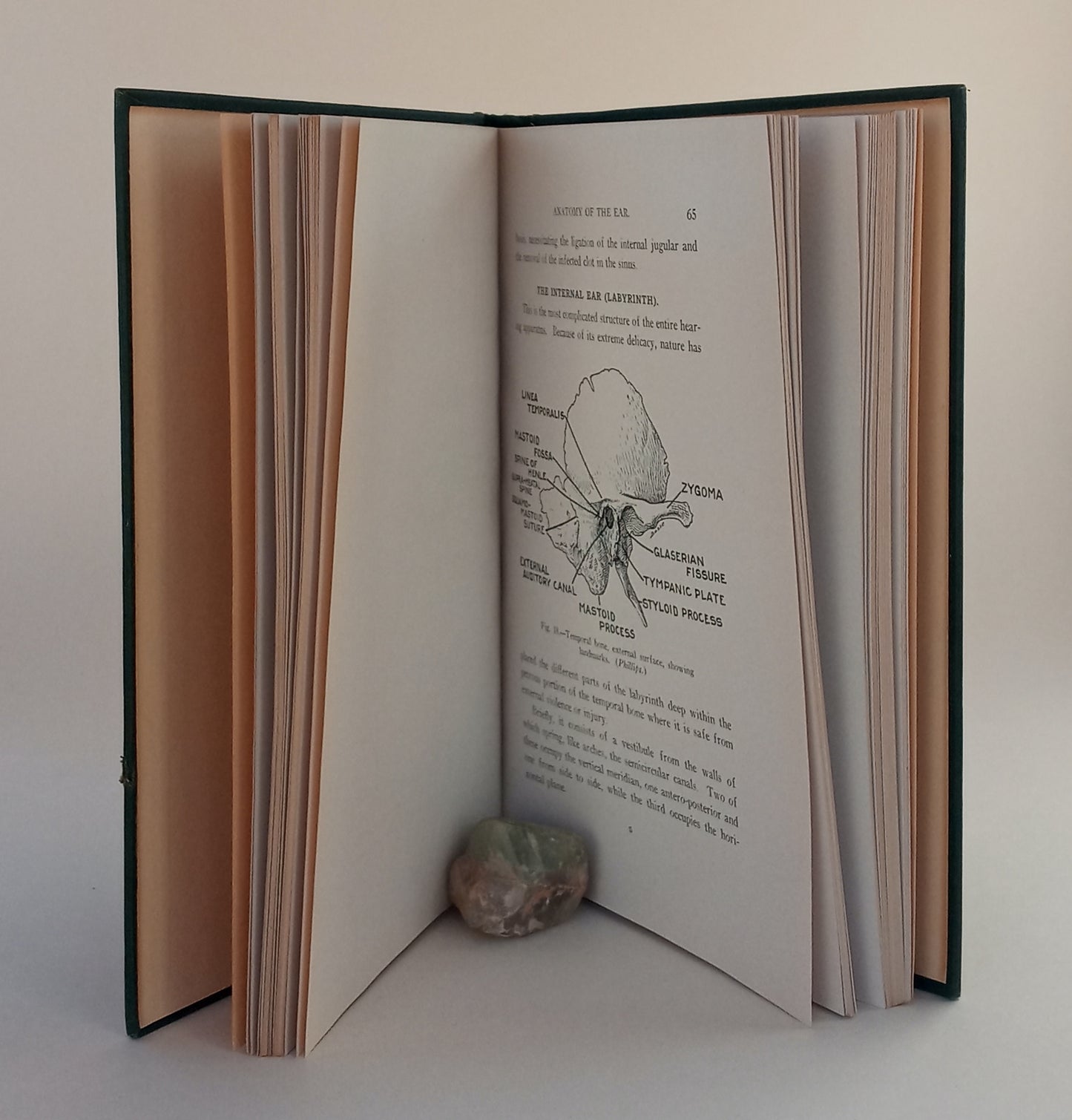 Eye, Ear, Nose and Throat for Nurses book cover