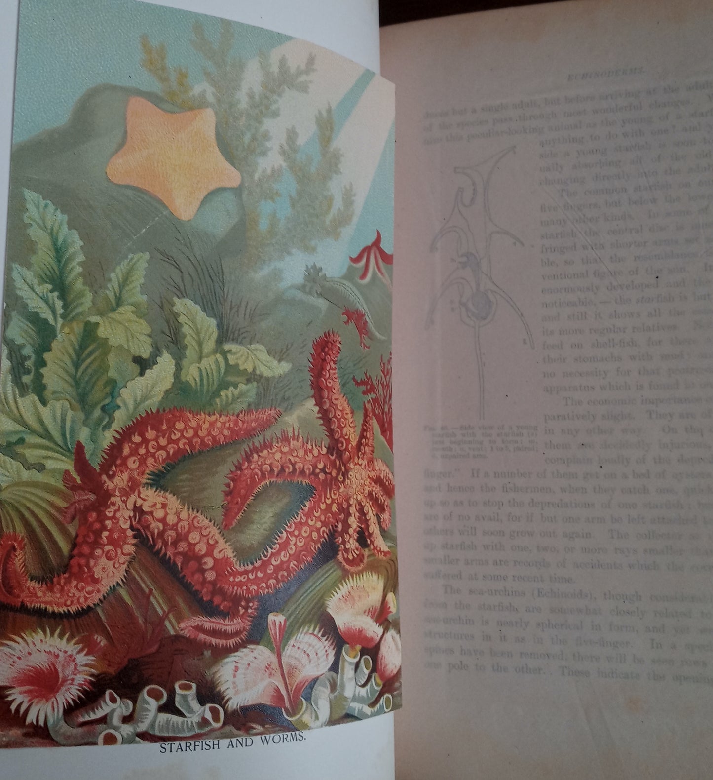 Nature's Wonderland or Short Talks on Natural History for Young and Old book cover