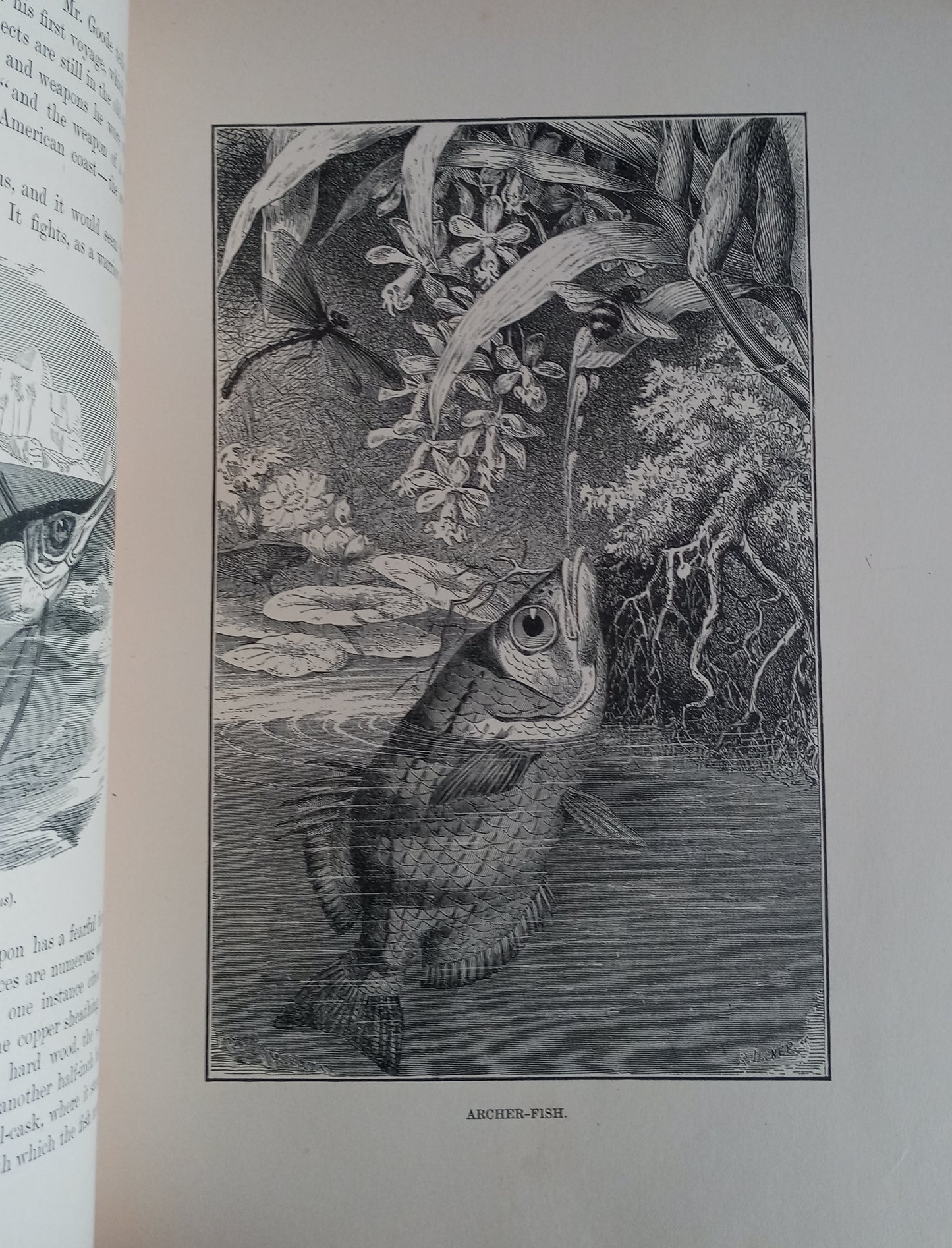 Nature's Wonderland or Short Talks on Natural History for Young and Old book cover