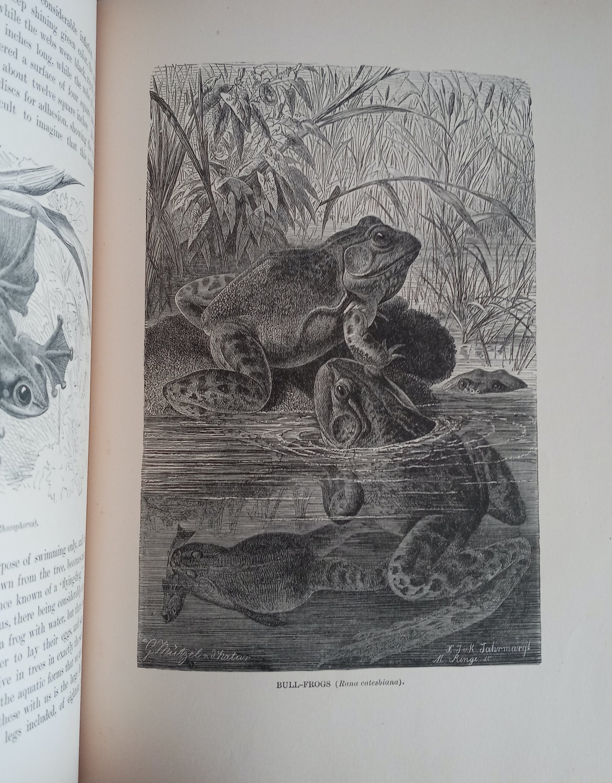 Nature's Wonderland or Short Talks on Natural History for Young and Old book cover