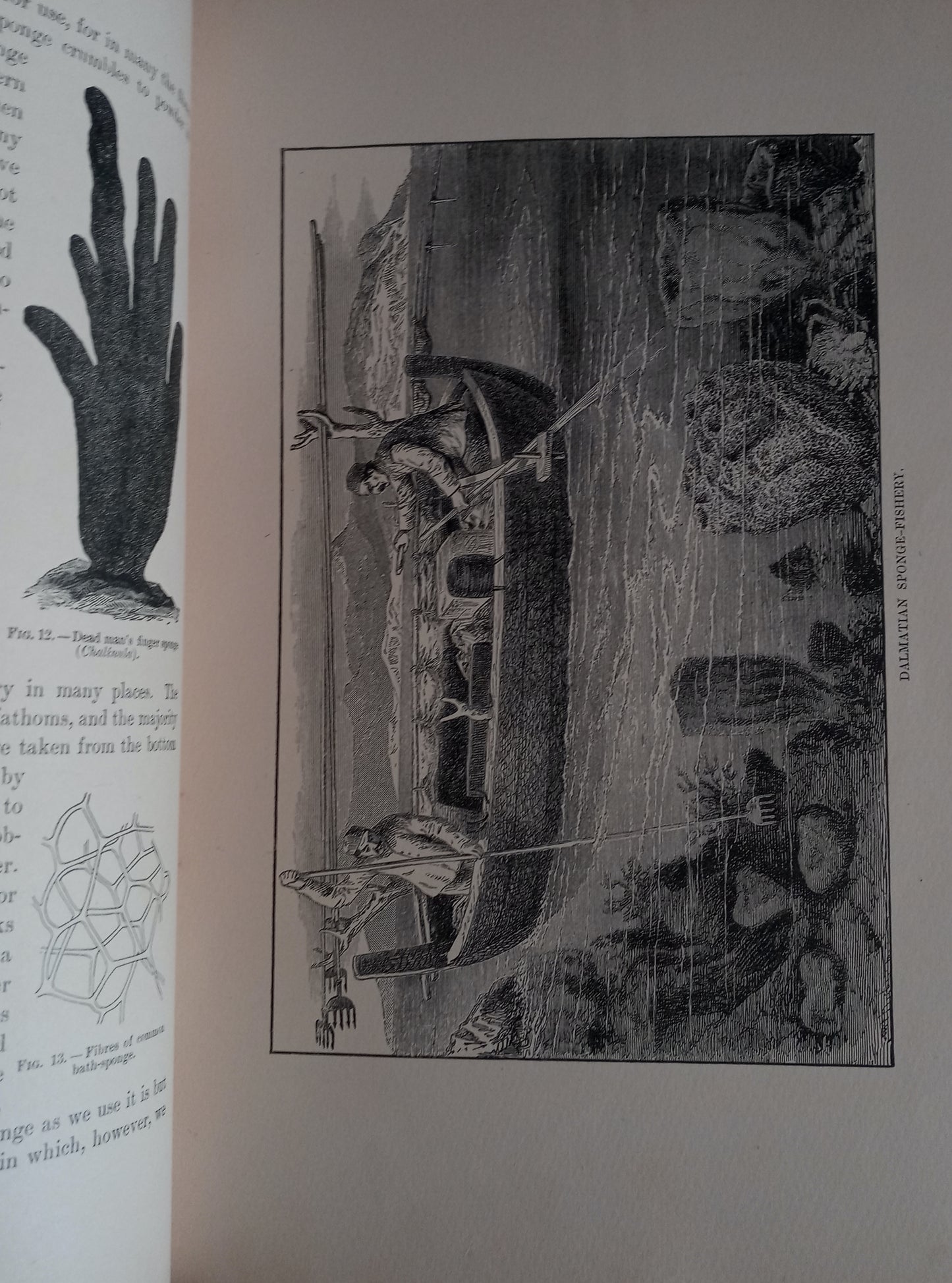 Nature's Wonderland or Short Talks on Natural History for Young and Old book cover