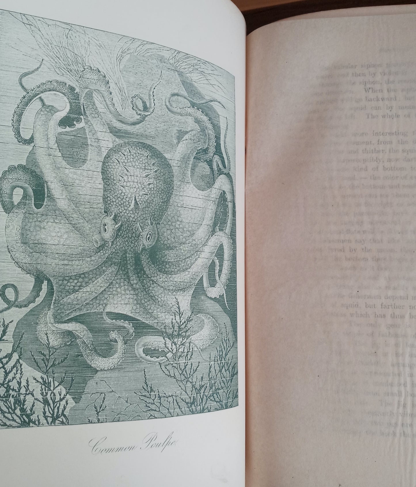 Nature's Wonderland or Short Talks on Natural History for Young and Old book cover