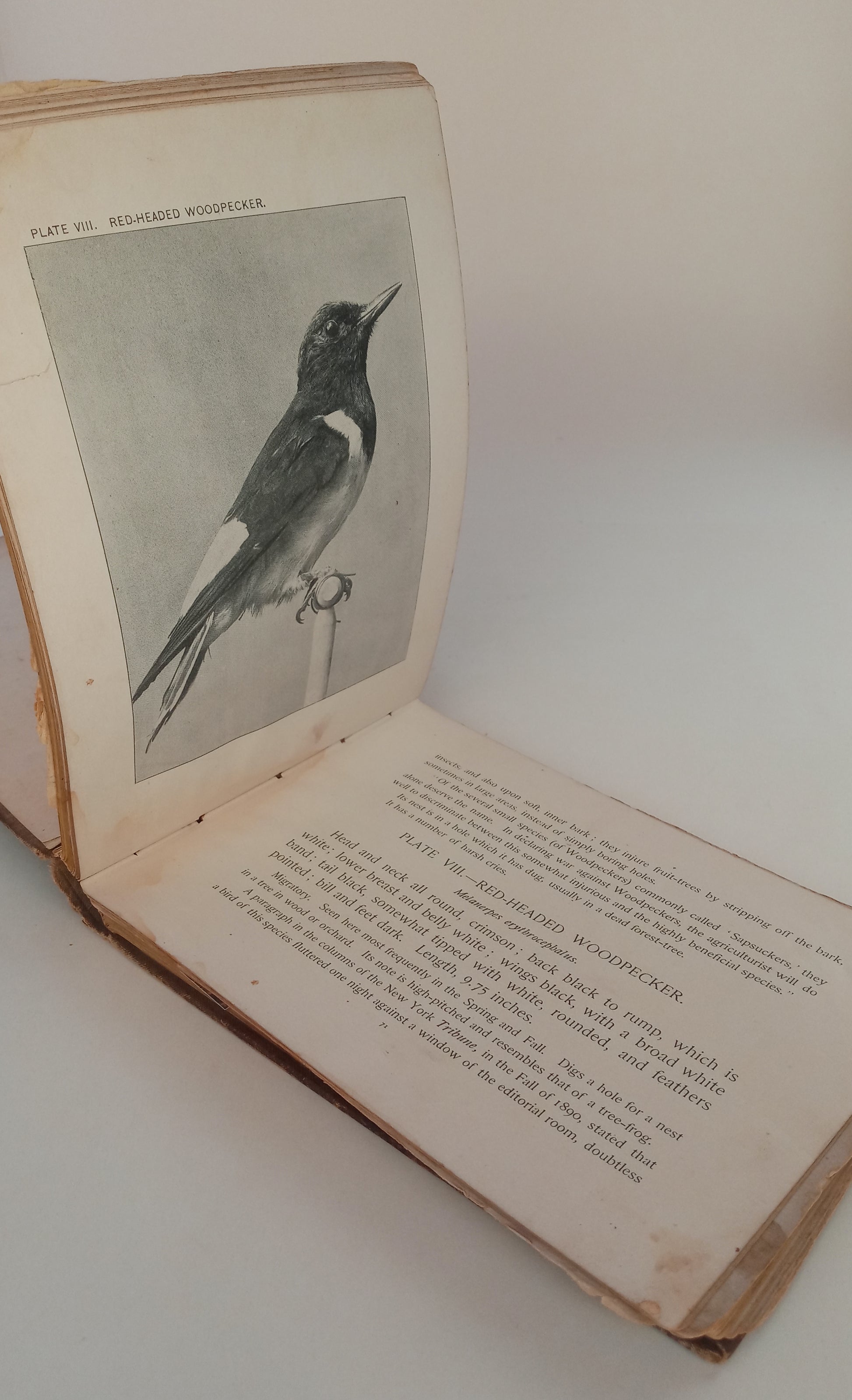 Our Common Birds and How to Know Them book cover