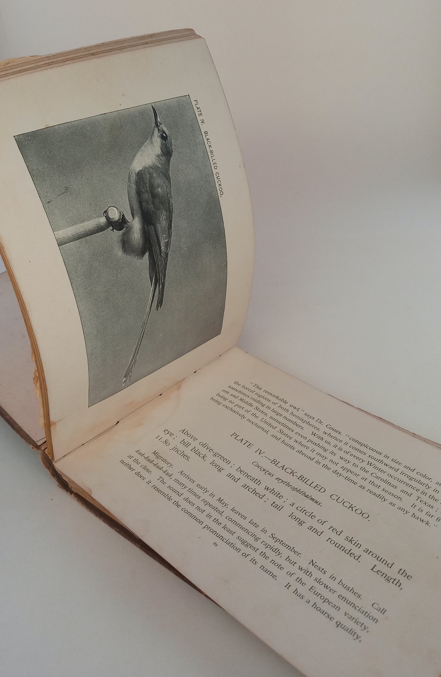 Our Common Birds and How to Know Them book cover