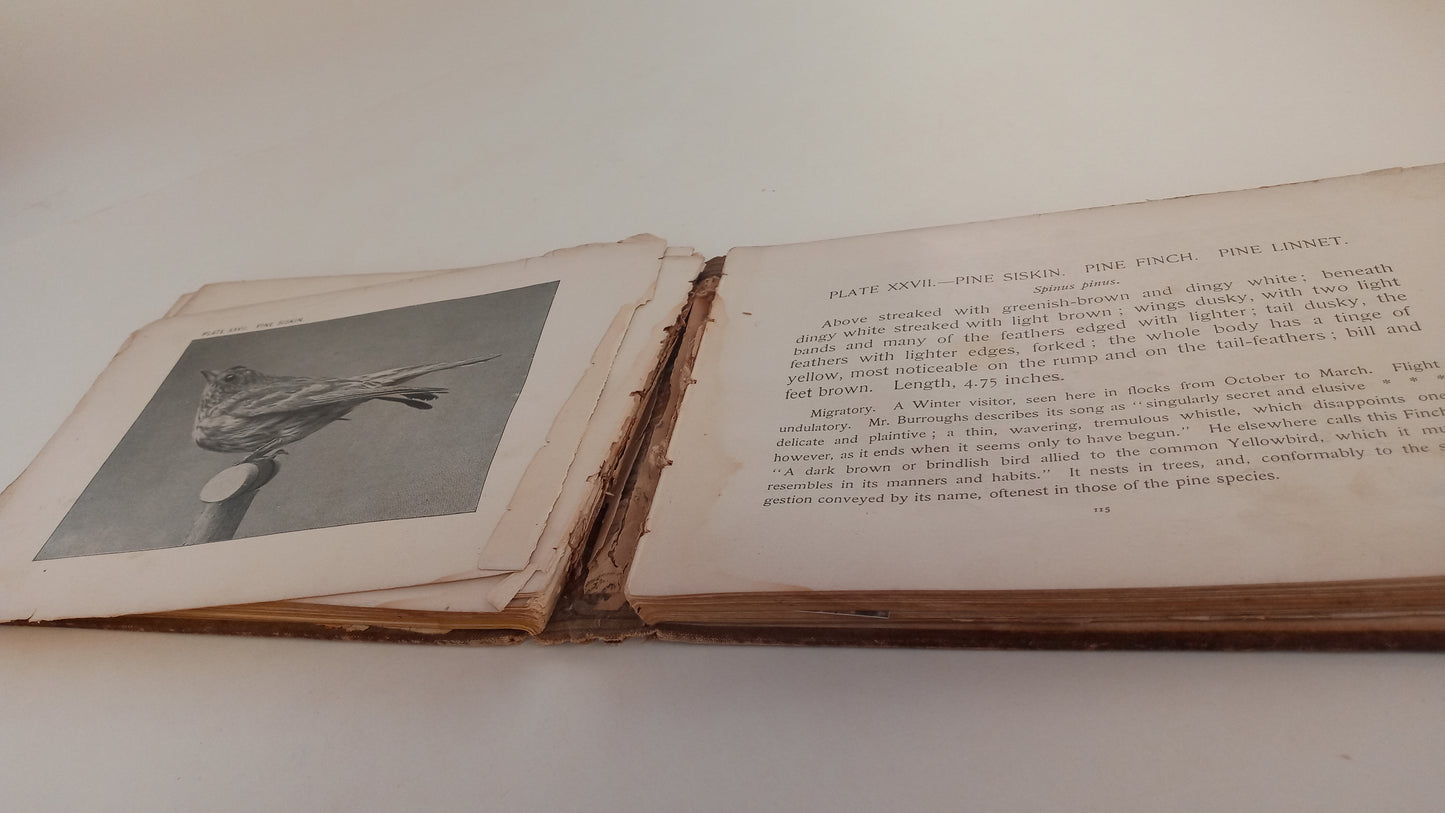 Our Common Birds and How to Know Them book cover
