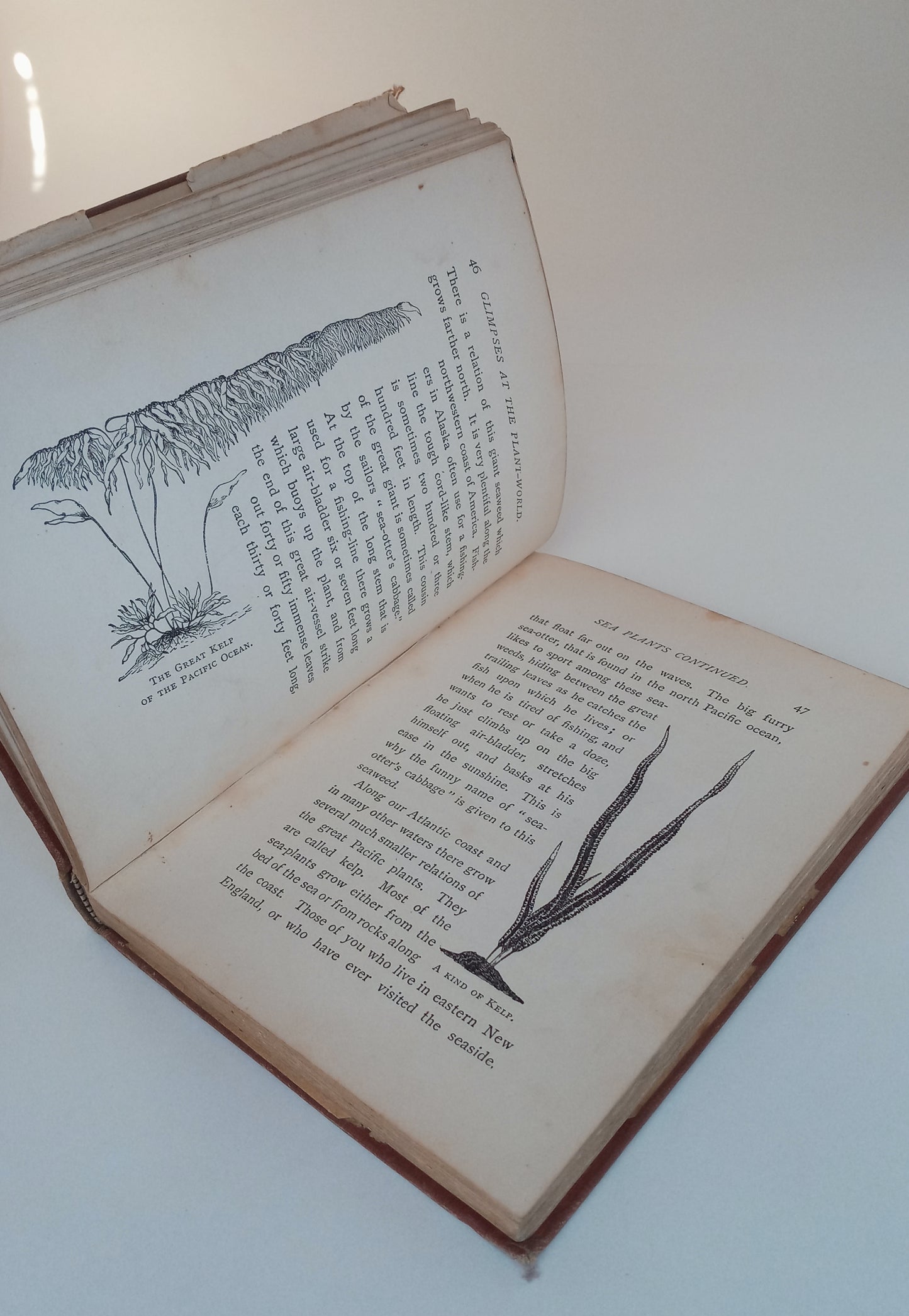 Glimpses at the Plant World book cover