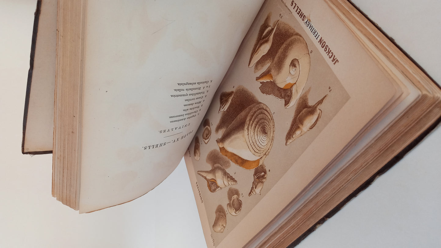 Report on the Agriculture and Geology of Mississippi. Embracing a sketch of the social and natural history of the state. book cover