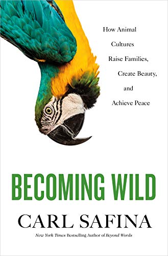 Becoming Wild: How Animal Cultures Raise Families, Create Beauty, and Achieve Peace book cover