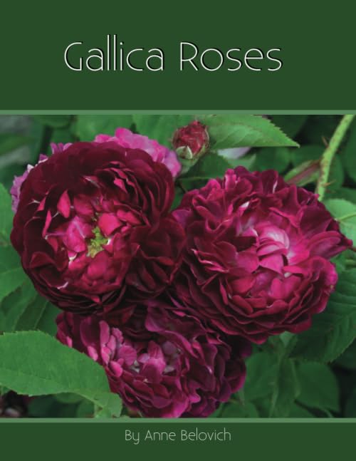 Gallica Roses book cover