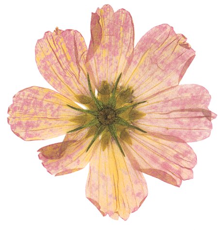 Afterlife of Flowers book cover