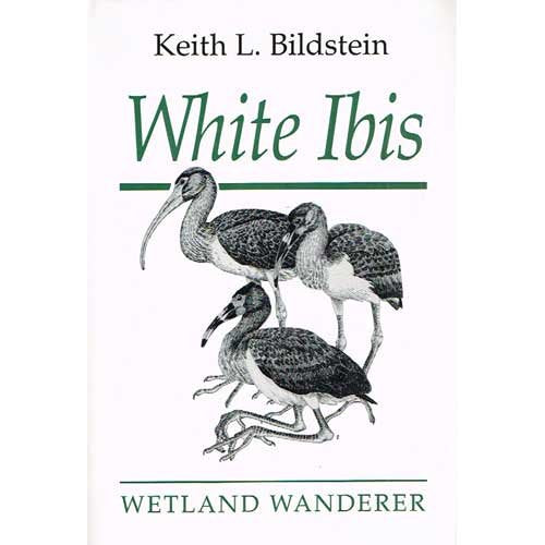 White Ibis: Wetland Wanderer book cover
