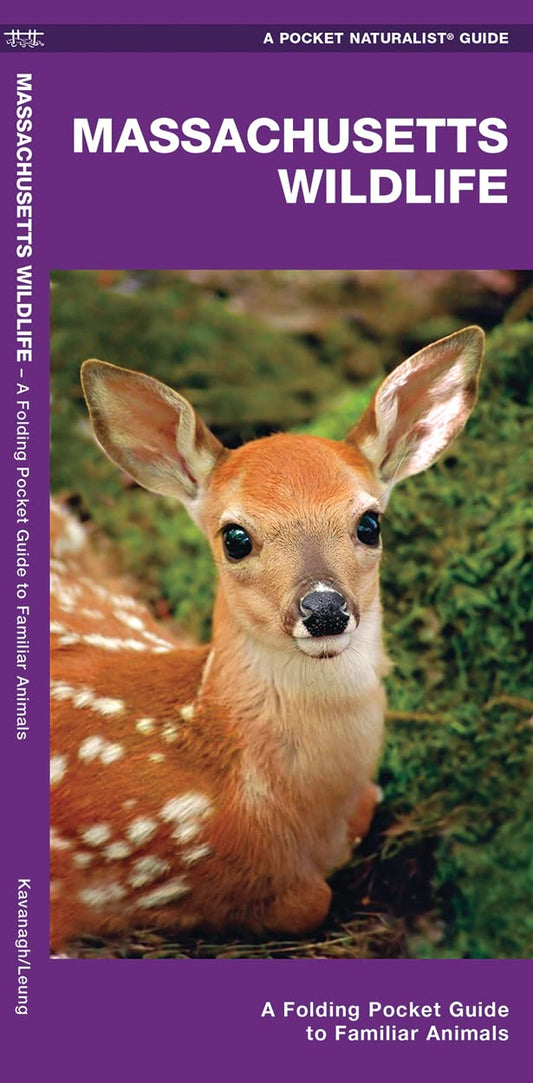 Massachusetts Wildlife: A Folding Pocket Guide to Familiar Animals book cover