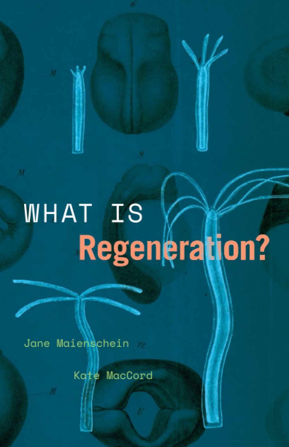 What Is Regeneration?