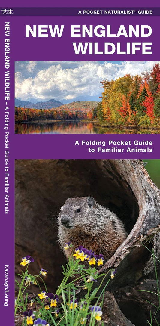 New England Wildlife: A Folding Pocket Guide to Familiar Animals (Wildlife and Nature Identification)