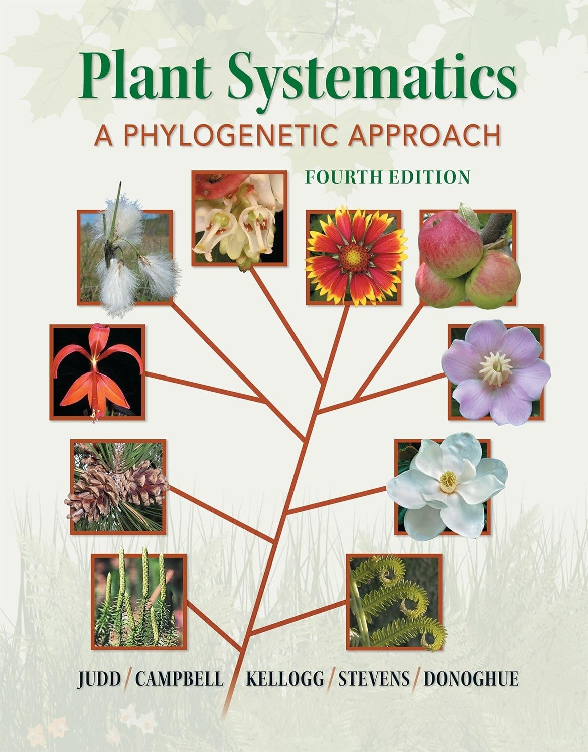 Plant Systematics: A Phylogenetic Approach book cover