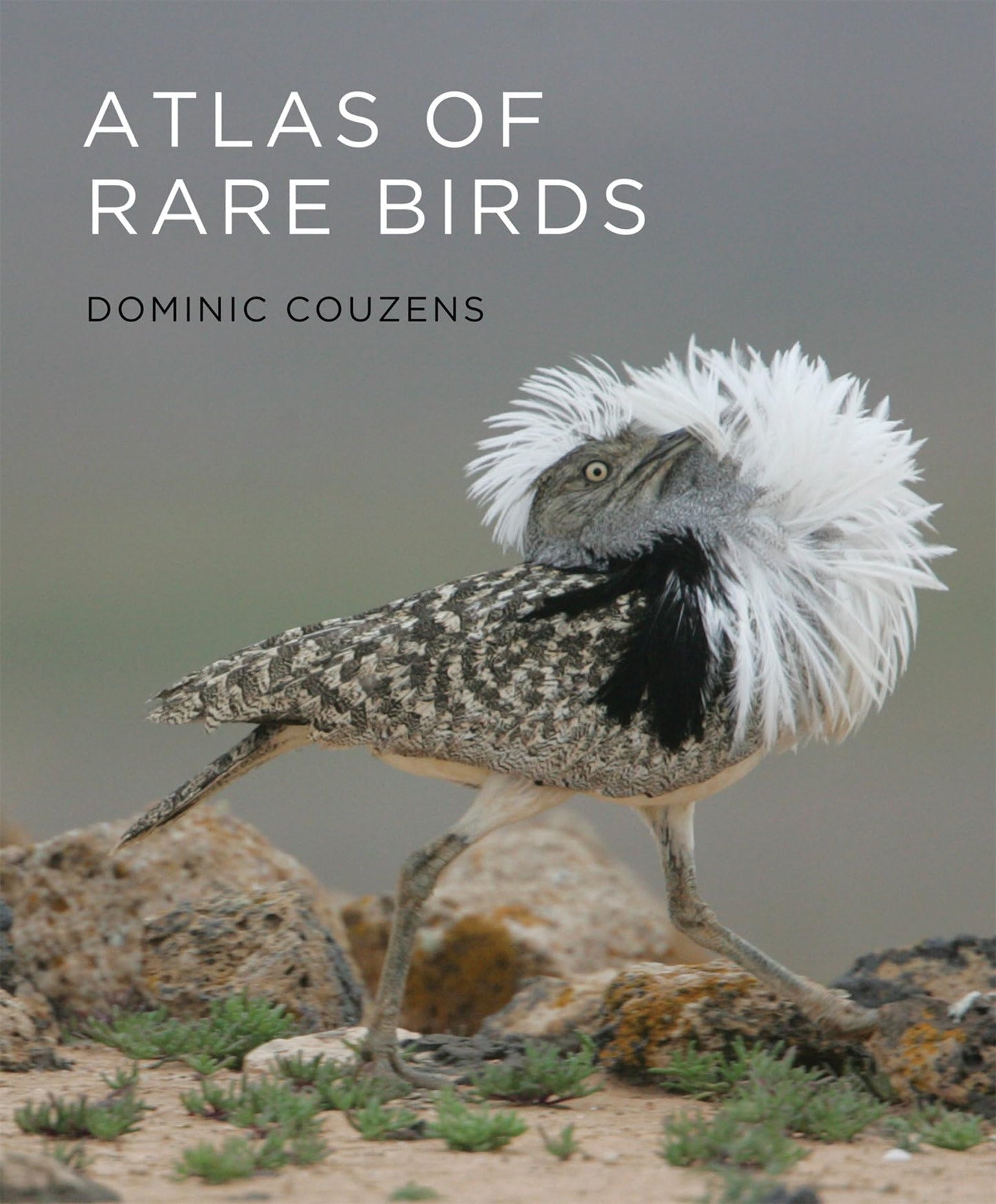 Atlas of Rare Birds book cover