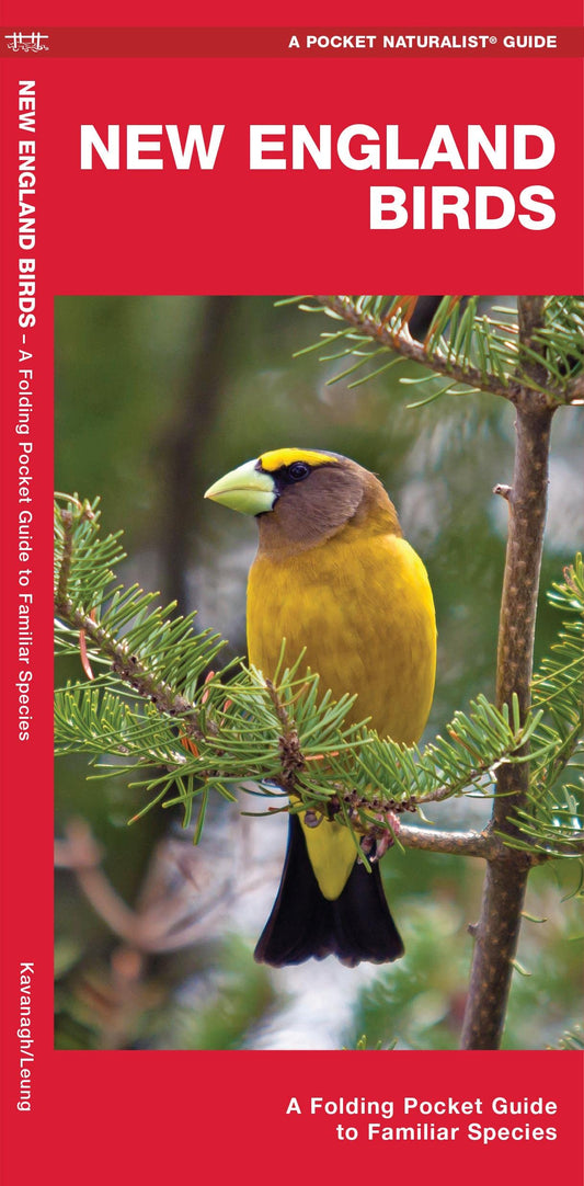 New England Birds: A Folding Pocket Guide to Familiar Species