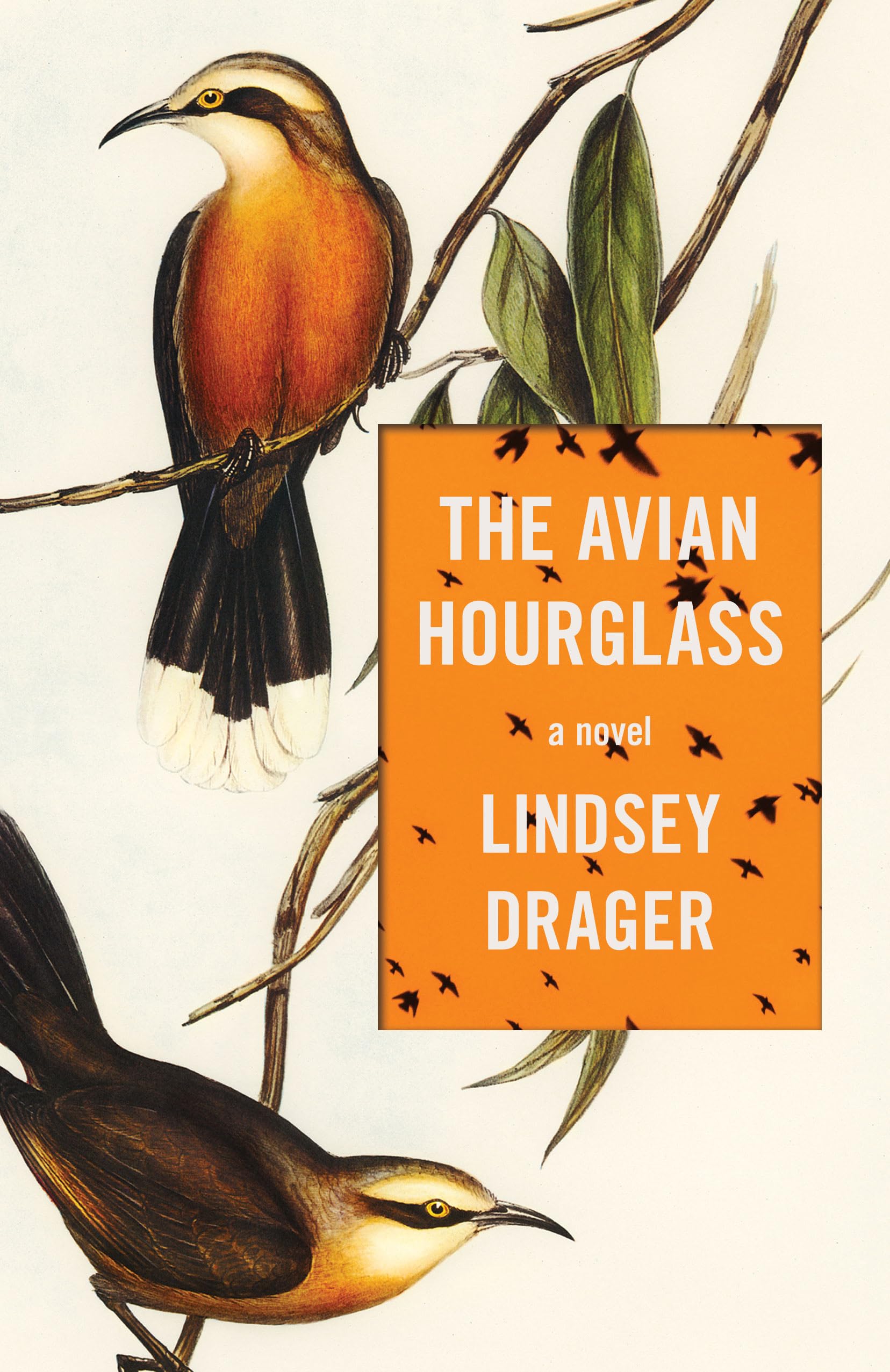 The Avian Hourglass book cover