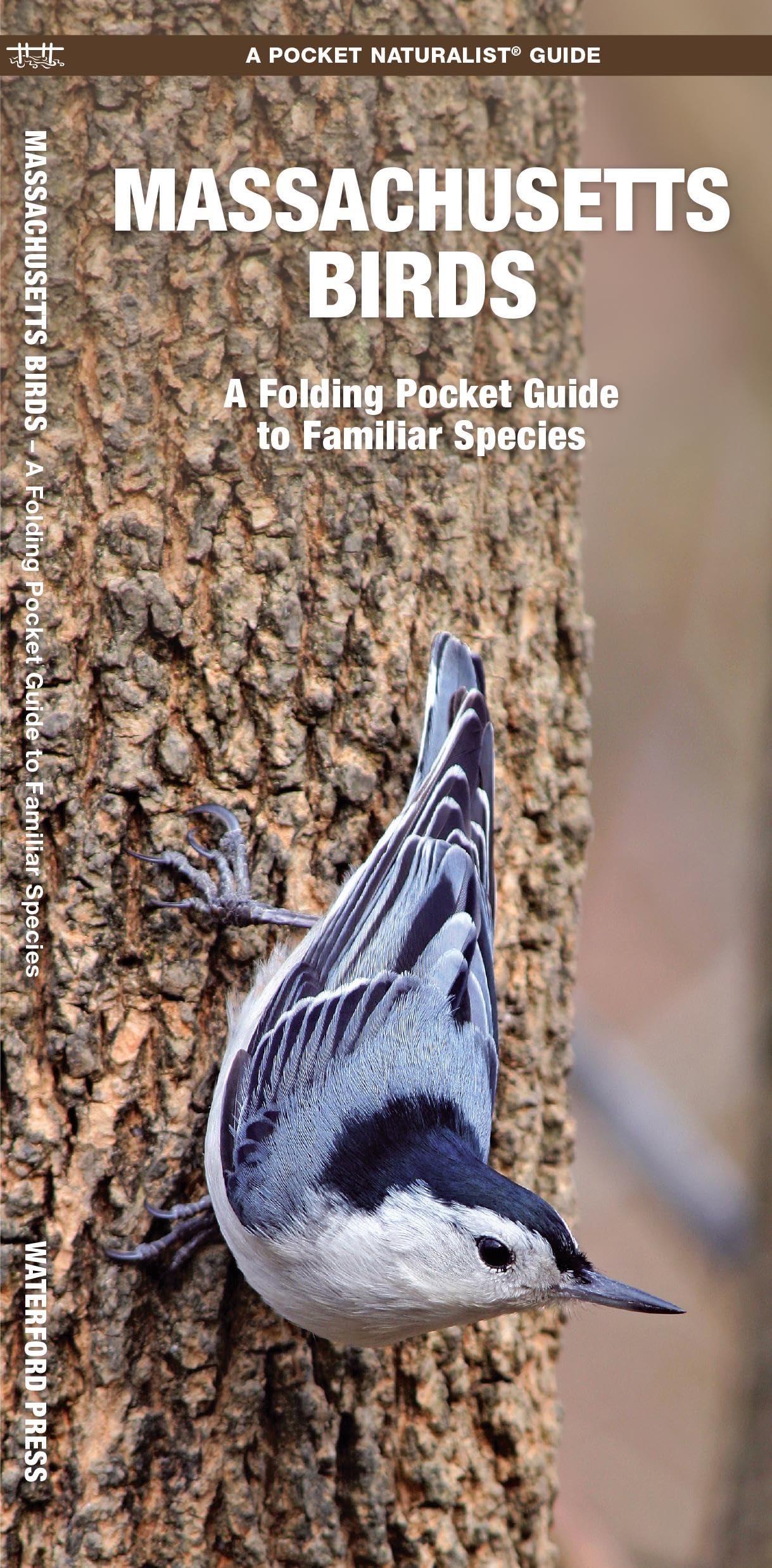 Massachusetts Birds: A Folding Pocket Guide to Familiar Species