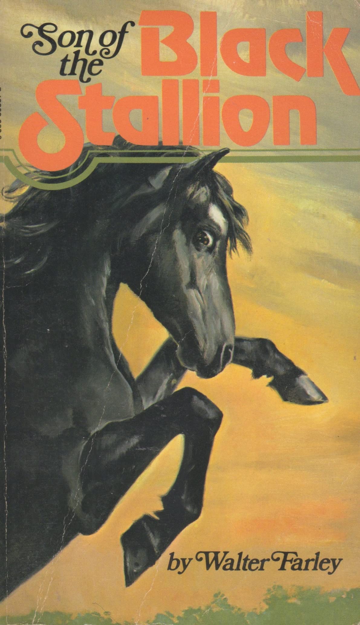 Son of the Black Stallion book cover