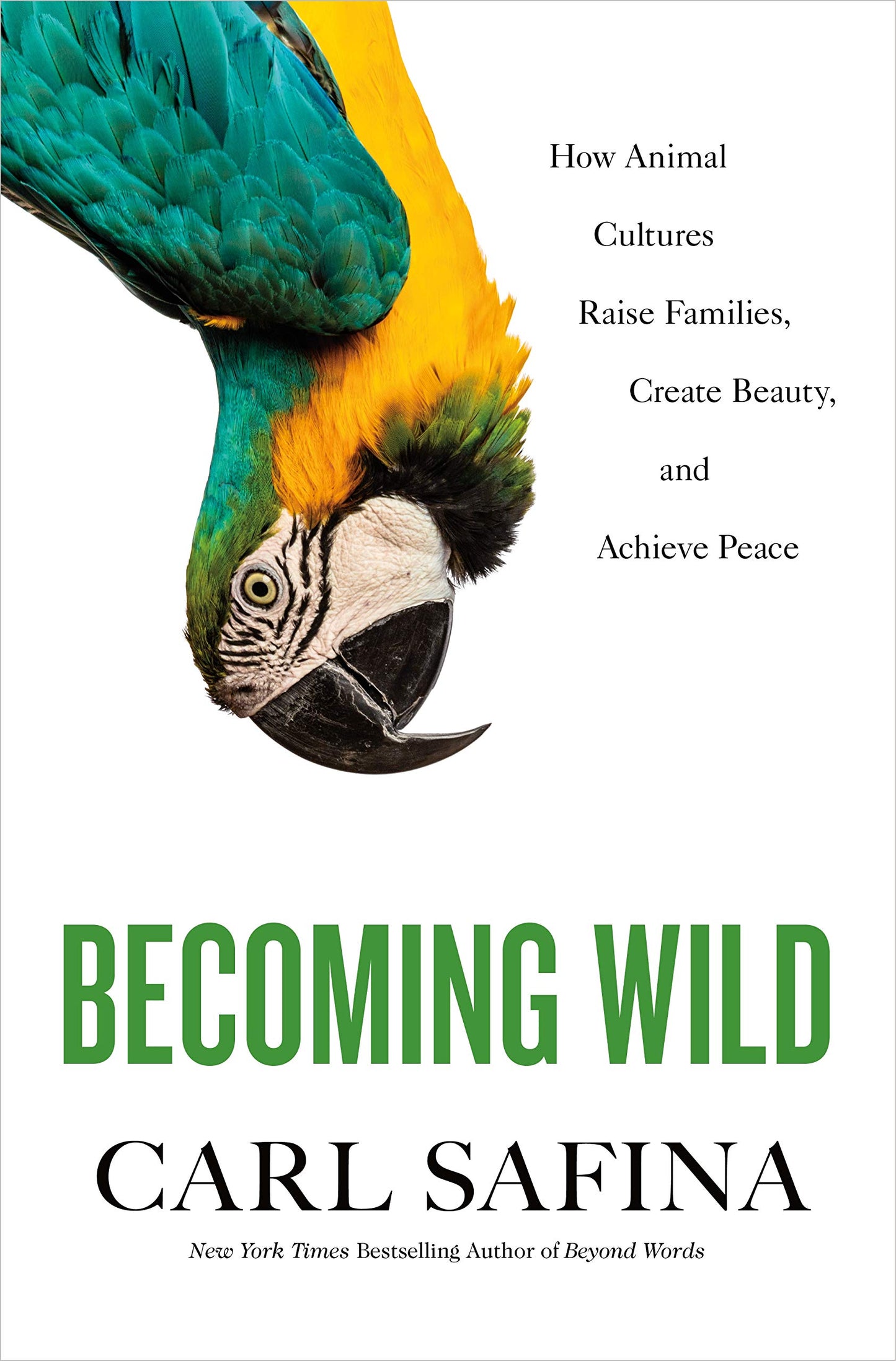 Becoming Wild: How Animal Cultures Raise Families, Create Beauty, and Achieve Peace book cover