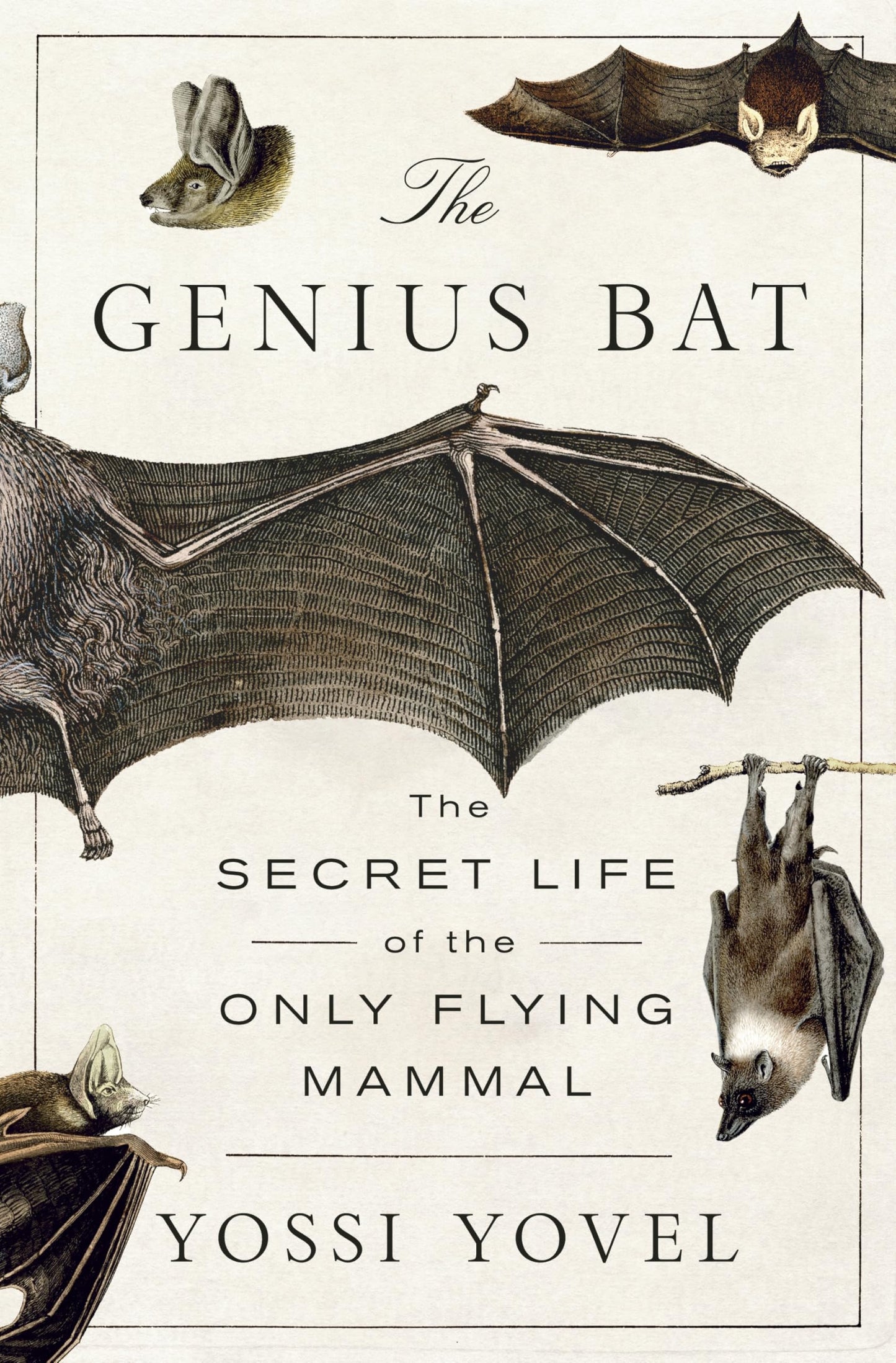 The Genius Bat book cover