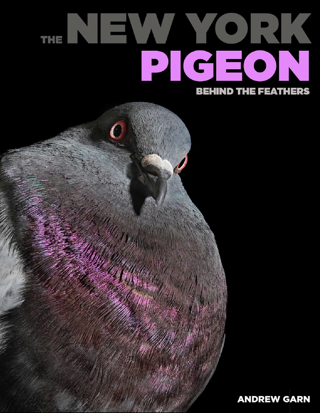 New York Pigeon: Behind the Feathers book cover