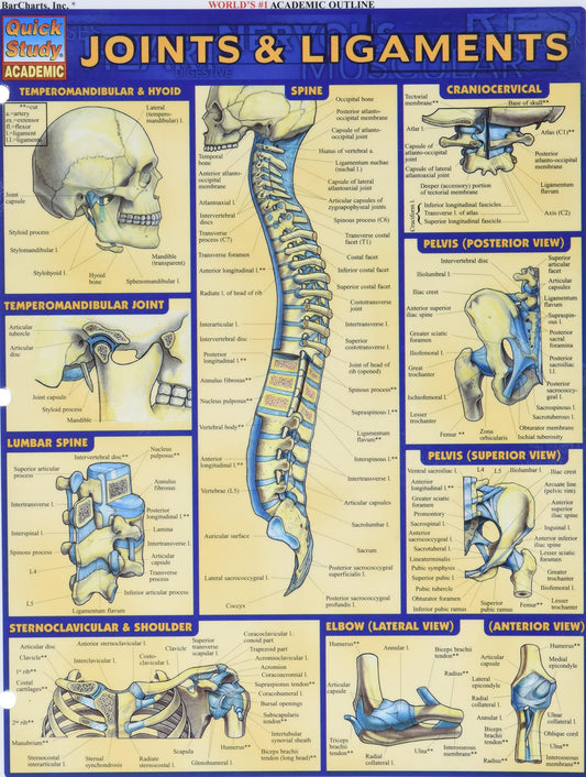 Joints & Ligaments