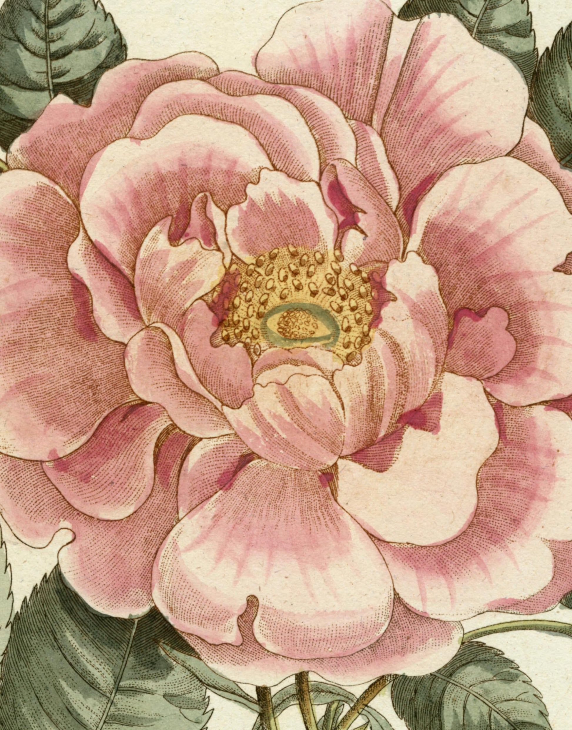John Derian Picture Book II book cover