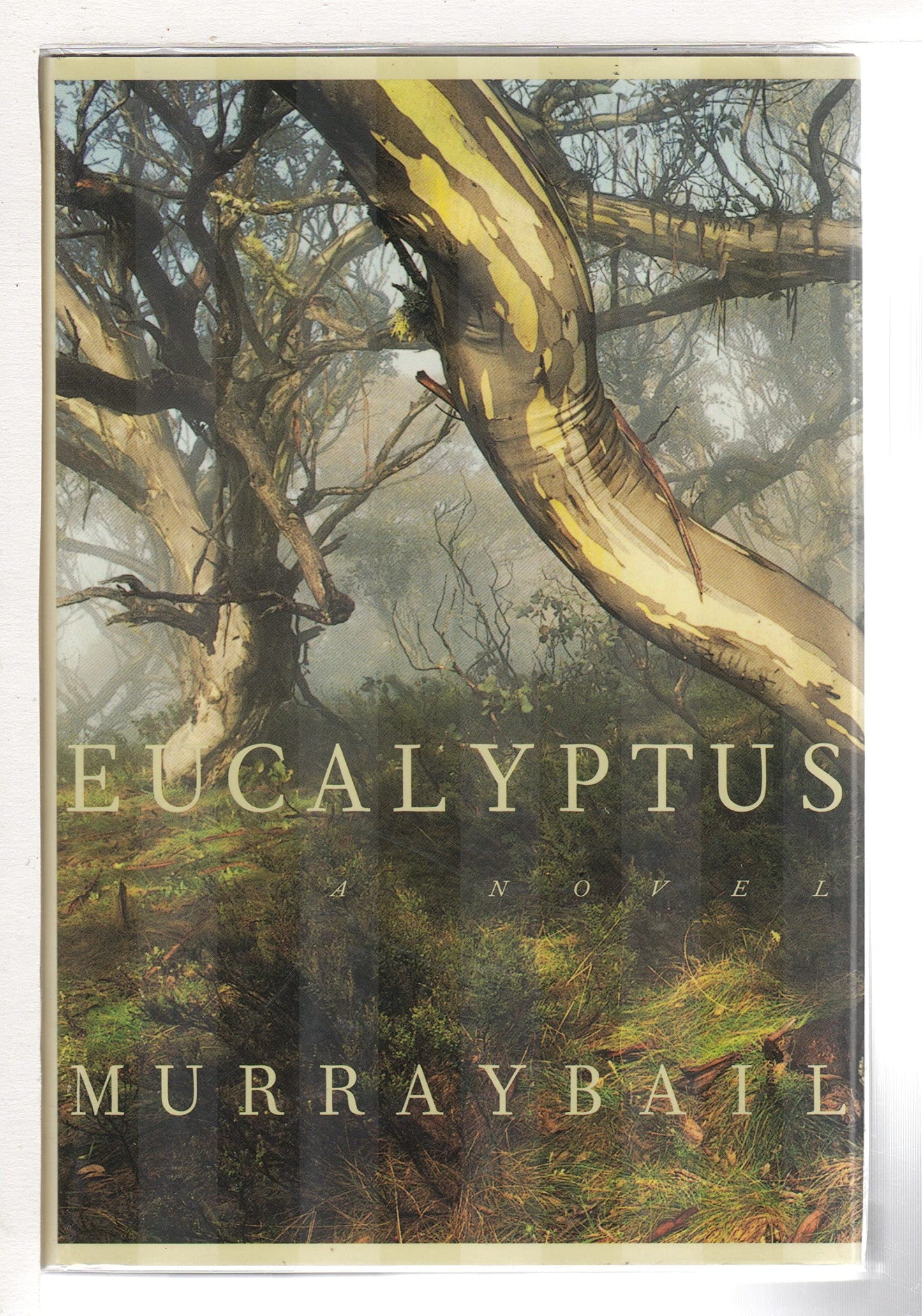 Eucalyptus