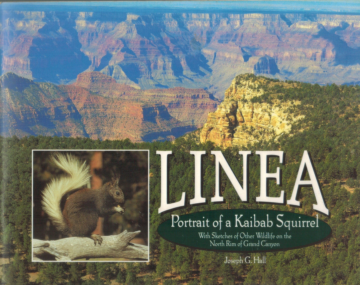 Linea: Portrait of a Kaibab Squirrel: With Sketches of Other Wildlife on the North Rim of Grand Canyon