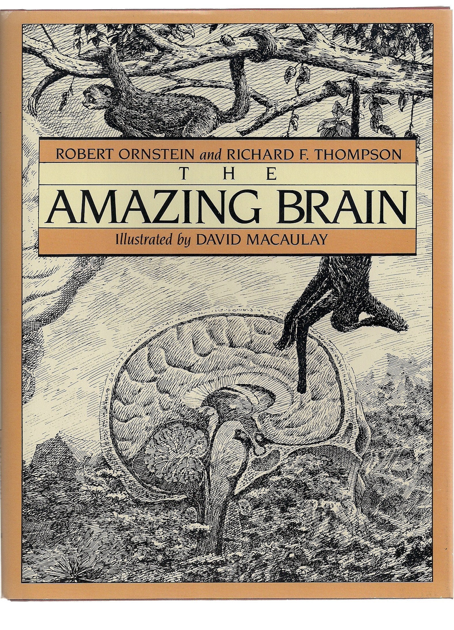 Amazing Brain book cover